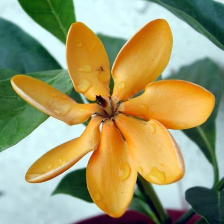 gardenia 1 - gardenia