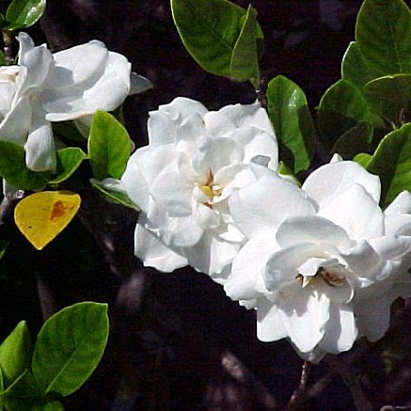 gardenia 3 - gardenia