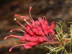 grevillea-grevilea