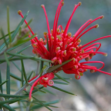 grevillea 5 - grevilea