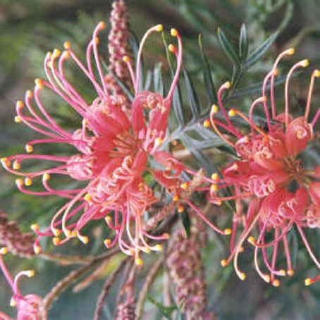 grevillea 2 - grevilea