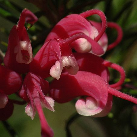 grevillea 4 - grevilea