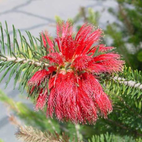 grevillea 1 - grevilea