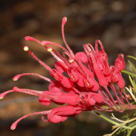 grevillea 3 - grevilea