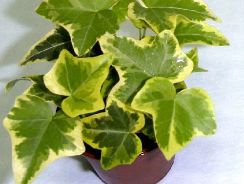 hedera-iedera