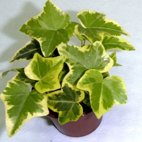 hedera 2 - iedera