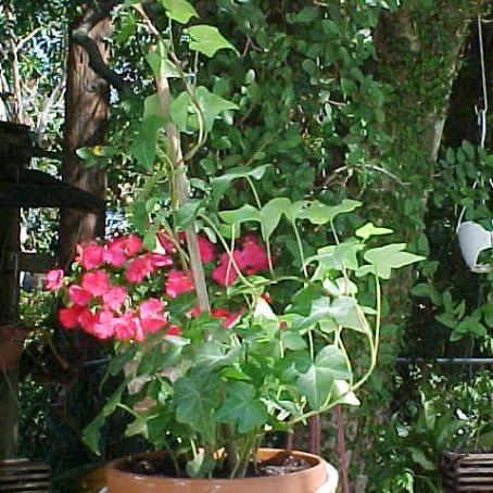 hedera 3 - iedera