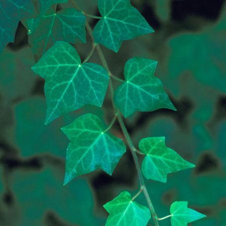 hedera 1 - iedera