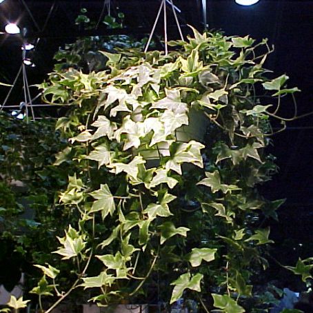 hedera 5 - iedera