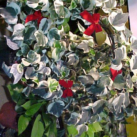hedera 4 - iedera