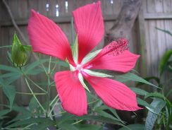 hibiscus-trandafir-chinezesc