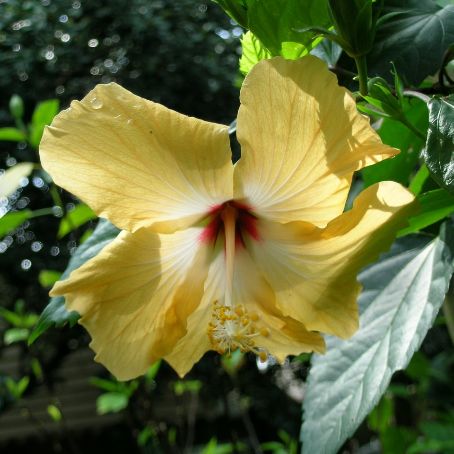 hibiscus 3 - trandafir chinezesc