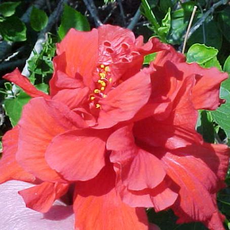 hibiscus 5 - trandafir chinezesc