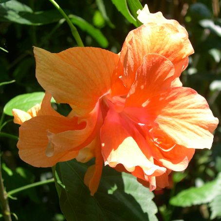 hibiscus 2 - trandafir chinezesc