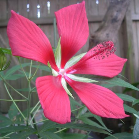 hibiscus 1 - trandafir chinezesc