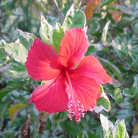 hibiscus 4 - trandafir chinezesc