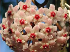 hoya-floarea-de-ceara