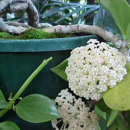 hoya 5 - floarea de ceara