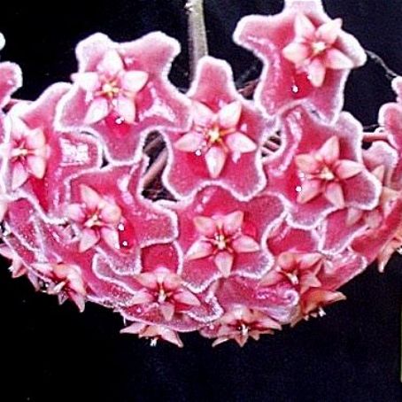 hoya 4 - floarea de ceara