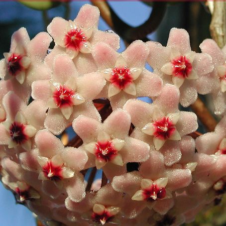 hoya 1 - floarea de ceara