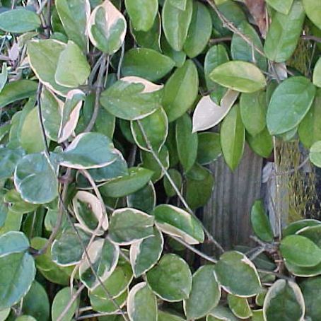 hoya 2 - floarea de ceara