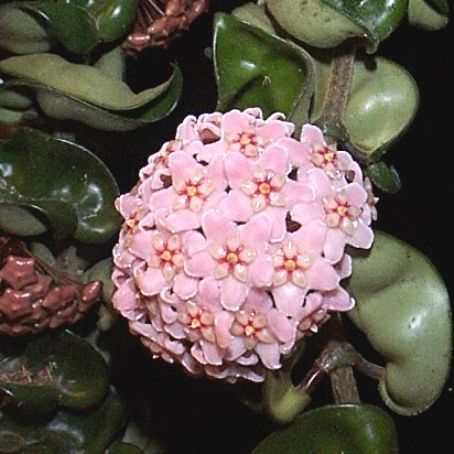 hoya 3 - floarea de ceara