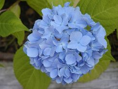 ../plante-si-flori/photos/apartament/hydrangea-3127375.jpg