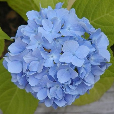 hydrangea 1 - hortensia