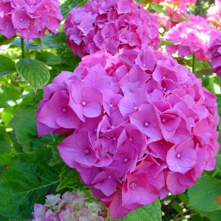 hydrangea 2 - hortensia