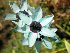 ixia-ixia