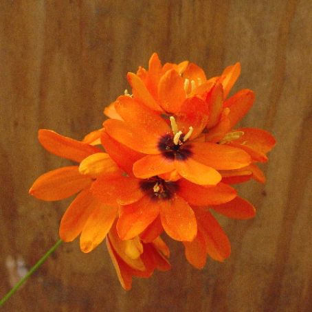 ixia 4 - ixia