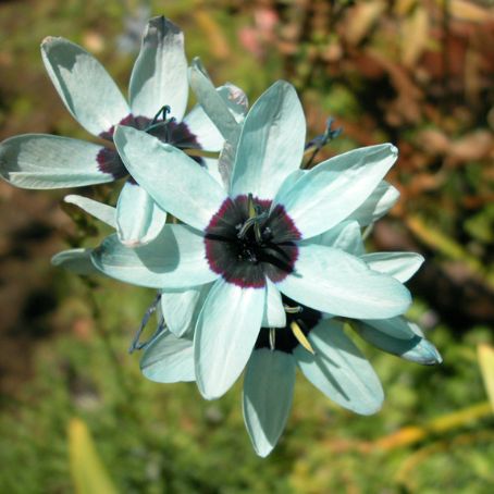 ixia 3 - ixia