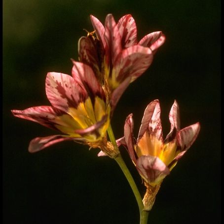 ixia 1 - ixia
