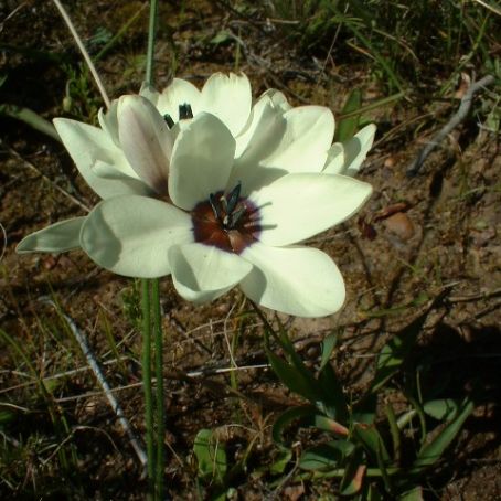 ixia 2 - ixia