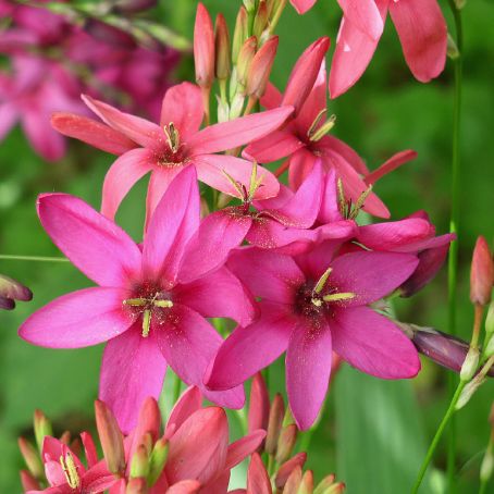 ixia 5 - ixia