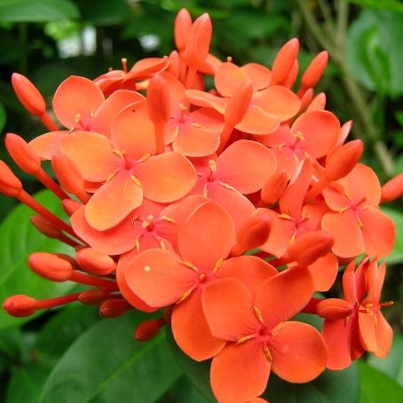 ixora 1 - ixora