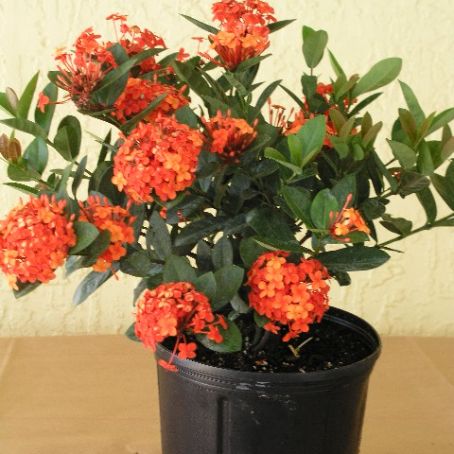 ixora 3 - ixora