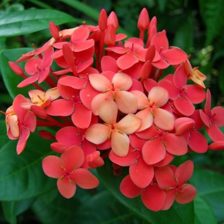 ixora 2 - ixora