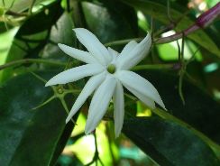 jasminum-iasomie