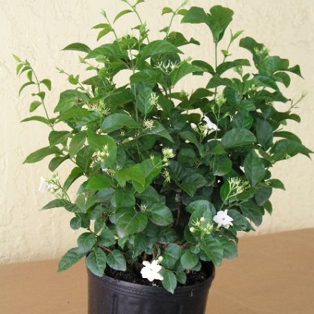 jasminum 5 - iasomie