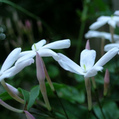jasminum 3 - iasomie