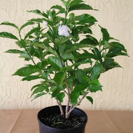 jasminum 4 - iasomie