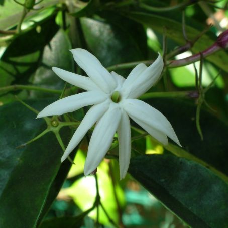 jasminum 1 - iasomie