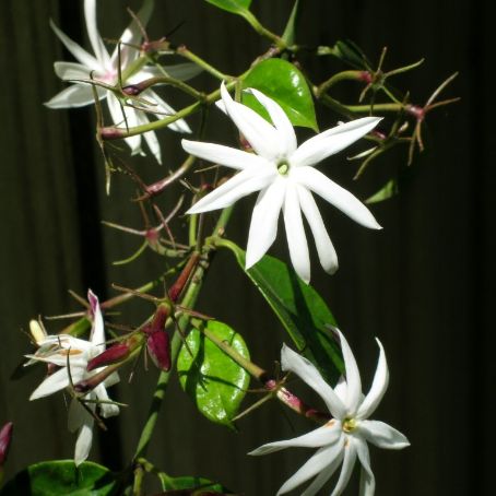 jasminum 2 - iasomie