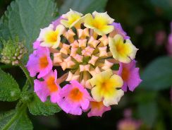 lantana-lantana