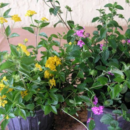 lantana 5 - lantana