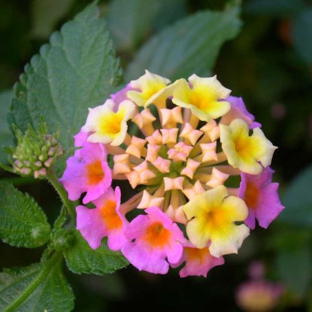 lantana 4 - lantana
