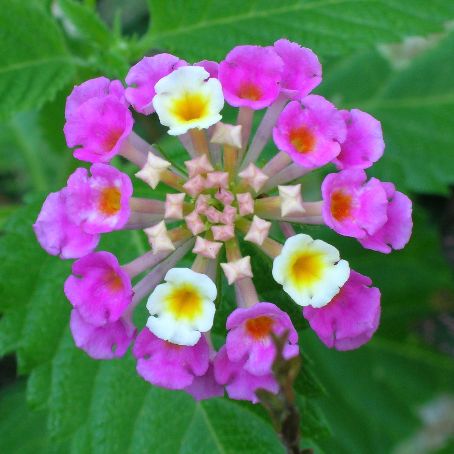lantana 1 - lantana