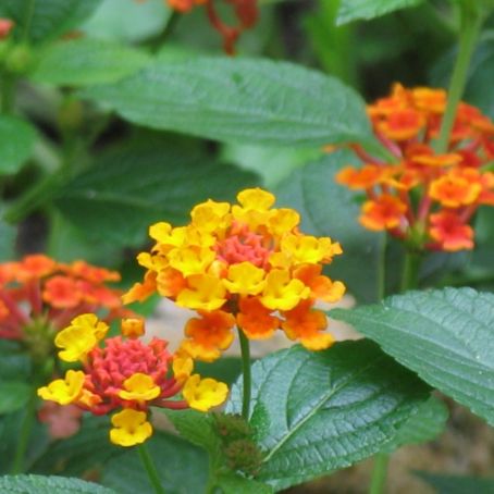 lantana 2 - lantana