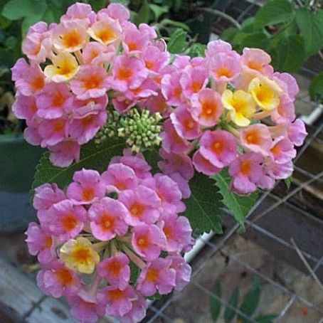lantana 3 - lantana